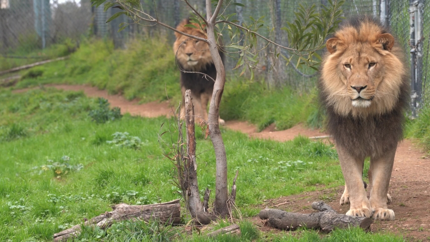 Two male lions staring at the camera with one prowling forward. 4K_closeup with details to face.
