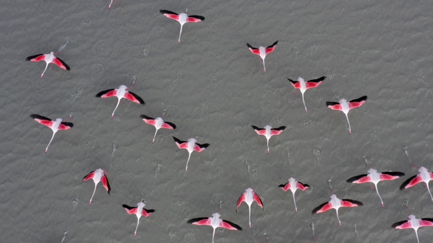 Spectacular straight down aerial view of a flock of Greater Flamingos flying across the Makgadikgadi Pan, Botswana. Wildlife, Africa  | Shutterstock HD Video #1049453431
