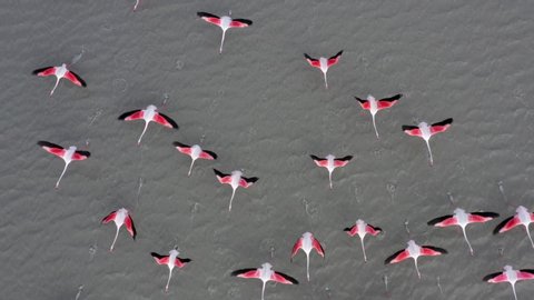 Spectacular straight down aerial view of a flock of Greater Flamingos flying across the Makgadikgadi Pan, Botswana