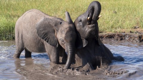Wildlife in Africa. Close-up slow motion view of two cute baby elephants playing in a waterhole, Botswana