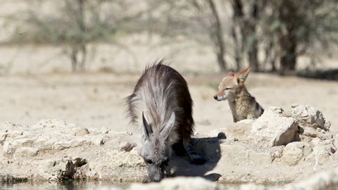 Brown Hyena being harassed by a Jackal in Kgalagadi Transfrontier Park