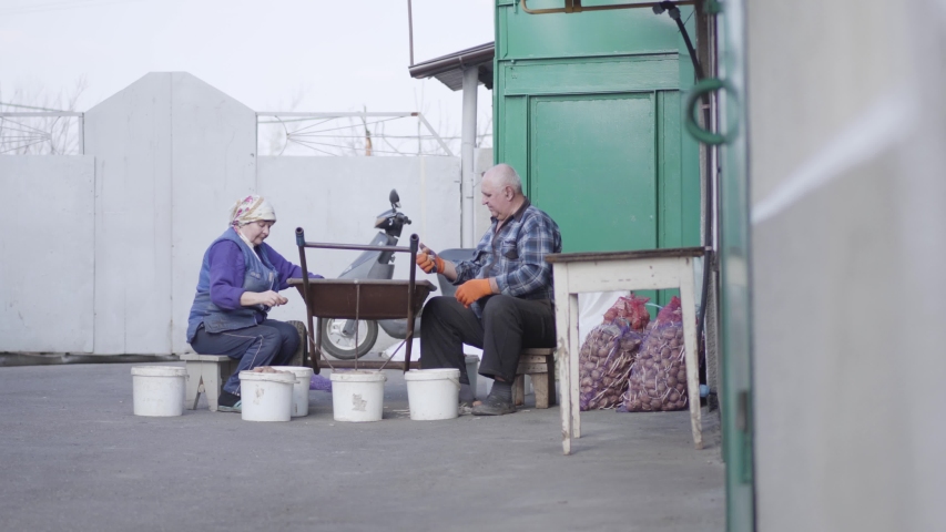Wide shot of elderly Caucasian couple of farmers sorting potato outdoors. Senior husband and wife harvesting vegetables in the autumn. Rural lifestyle, agriculture, farming.