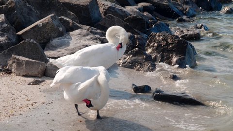 a pair of white swans preen their feathers at lake geneva in geneva, switzerland
