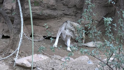 Lone Mexican Wolf Male Grooming and Licking Genitalia