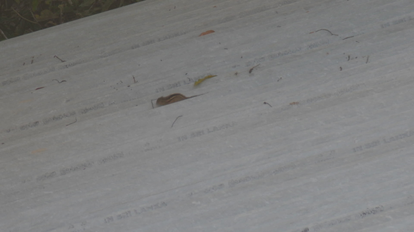 small chipmunk runs along grey building roof with stops and jumps against green tree slow motion. Concept wild nature