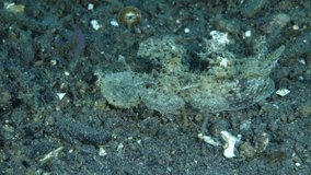 Nudibranch - sea slug - Melibe viridis together with Emperor shrimp (Zenopontonia rex) - Underwater symbiosis. Underwater video 4k. Diving in Tulamben, Bali, Indonesia.