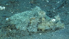 Nudibranch - sea slug - Melibe viridis together with Emperor shrimp (Zenopontonia rex) - Underwater symbiosis. Underwater video 4k. Diving in Tulamben, Bali, Indonesia.