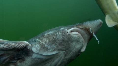 Beluga or European sturgeon (Huso huso) swimming in aquarium