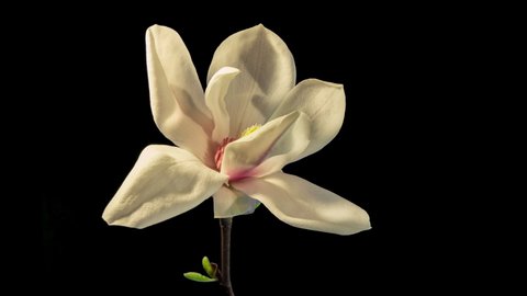 Magnolia blossom unfolding, time lapse
