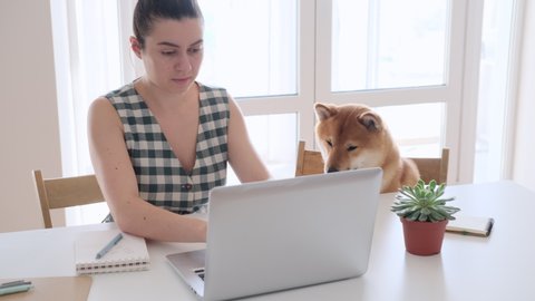 Covid-19 self-isolation and working from home concept. Woman using laptop, Shiba Inu dog near her