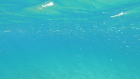 Underwater video of a school of alevins fish. 