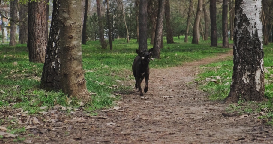 the dog in the Park runs and carries a stick in his mouth
