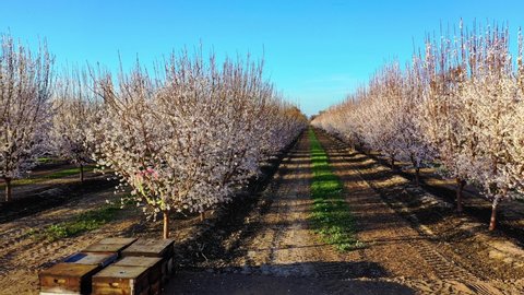 Thousands of Honey Bees busily pollinate the beautiful White Blossoms of California's San Joaquin Valley Almond Orchards.