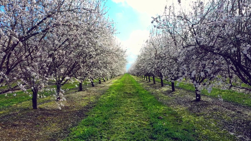 Flying gently through one of California's beautiful San Joaquin Valley Almond Orchards displaying its lovely White Blossoms. Royalty-Free Stock Footage #1049527699