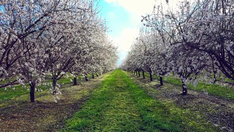Flying gently through one of California's beautiful San Joaquin Valley Almond Orchards displaying its lovely White Blossoms.