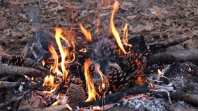 Campfire in the forest. Slow motion Full HD video