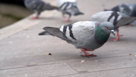 slow motion close-up pigeons eating bread in the city park