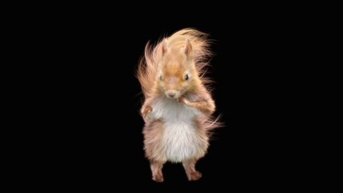 squirrel Dance CG fur 3d rendering animal realistic CGI VFX Animation Loop  composition 3d mapping cartoon, with Alpha matte
