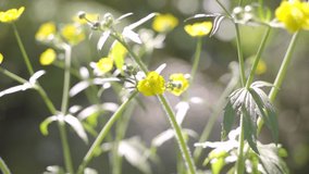 yellow flowers with blurred background a flowing stream, slow motion
