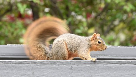 HD video brown squirrel sitting on patio roof looking at viewer and flipping tale then looking down then looking back up
