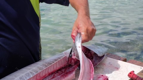 Fisherman ring pectoral fins of freshly caught tropical Wahoo fish outside on jetty in Caribbean, close up