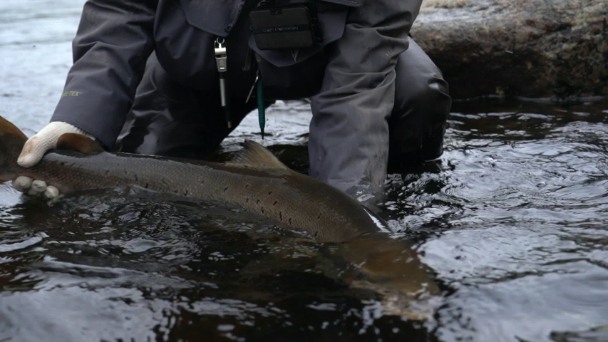 man holds big salmon in his hands and puts it into water
