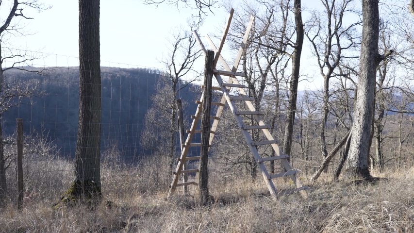 Ladder over wild fence in forest. 