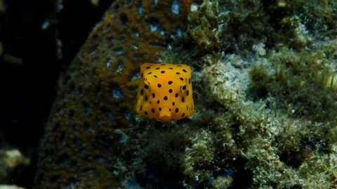 Juvenile yellow boxfish (Ostracion cubicus) hides under a coral shade while it searches for algae as its main food source.
