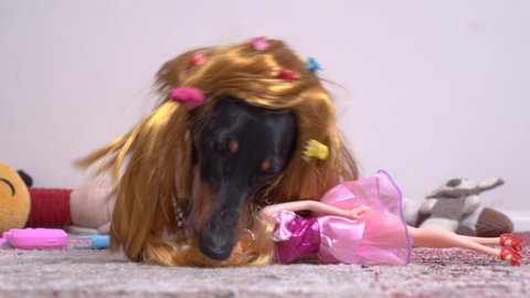 Funny black dachshund wearing golden blond wig with many colorful hair bands, plays with doll in pretty pink dress, biting it. Indoors.