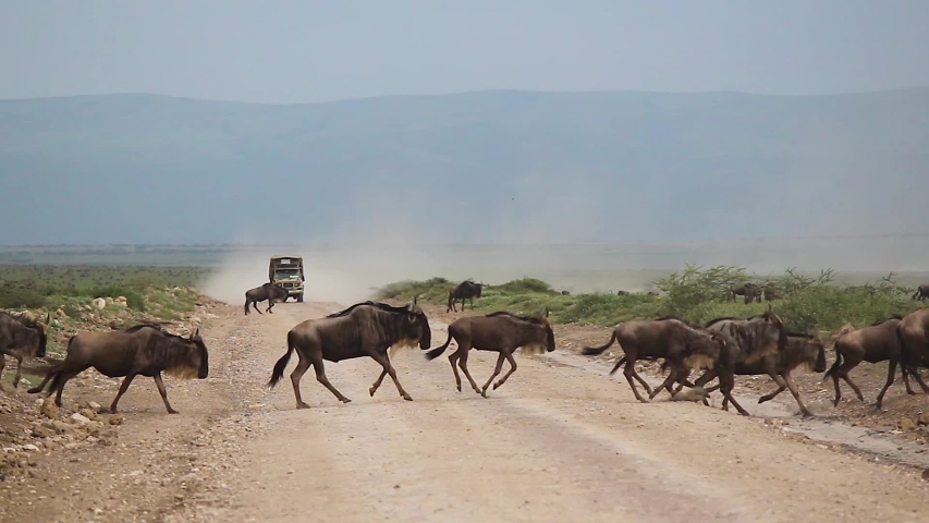 Serengeti wildebeest herd in savannah crossing road in front of safari vehicle