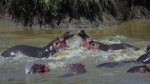 serengeti hippo fight in watering hole 