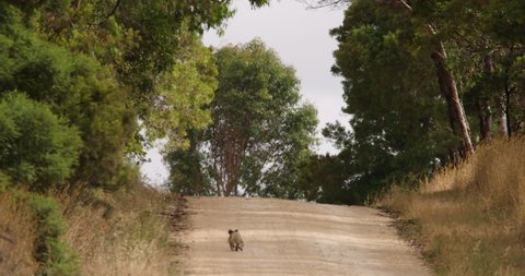 Koala walking up a country road with strong heat haze in the middle of Australian summer.