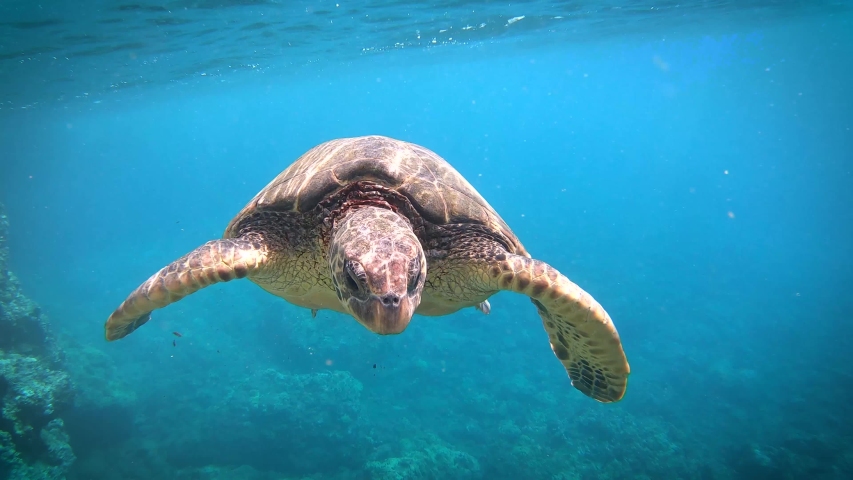Green sea turtle of Hawaii Royalty-Free Stock Footage #1049561443