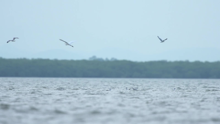 The seagulls flying over the marsh ,of Laem Phak Bia , Phetchaburi Province , Thailand.
