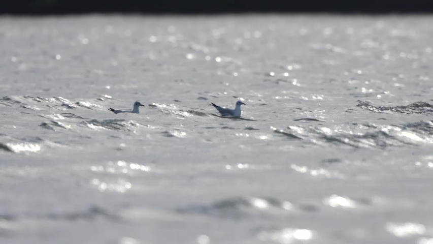 The seagulls flying over the marsh ,of Laem Phak Bia , Phetchaburi Province , Thailand.