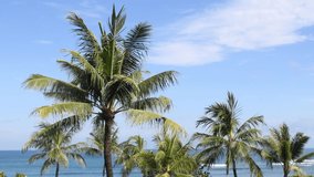 Video looking at top of palm trees in front of blue sky and blue ocean in Bali, Indonesia. Copy Space. Tropical island vacation template 4k. Palm trees moving. Ocean moving.