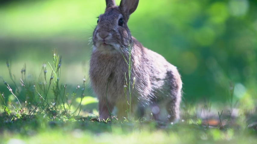 Wild rabbit eating. When he is afraid he runs away quickly. Royalty-Free Stock Footage #1049579515
