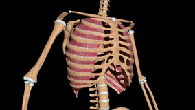 This video shows the external intercostal muscles on skeleton