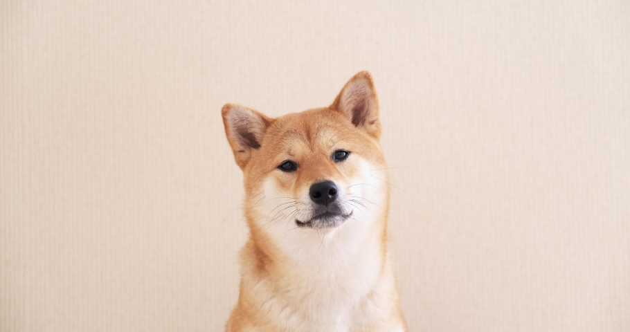 Portrait of a japanese dog. A cute shiba inu dog is looking at the camera.  | Shutterstock HD Video #1049586490