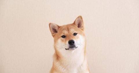 Portrait of a japanese dog. A cute shiba inu dog is looking at the camera.  วิดีโอสต็อก