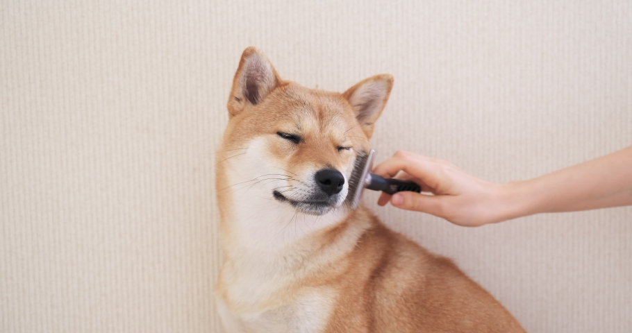 shiba brush