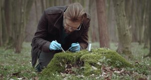 Mature man in eyeglasses and casual clothing carefully taking green moss from old stump for testing. Bearded botanist in rubber gloves doing scientific research at forest.