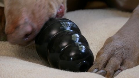 St. Joseph, MO / United States of America - March 30th, 2020 : Extreme close up of a weimaraner licking peanut butter out of a black Kong toy.  Camera tilts up to reveal face and eyes.  