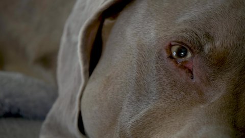 Weimaraner sleeping on a couch, opens his eyes and looks at camera.  Extreme close up displays third eyelid sweeping across eye surface.  Third eyelid is called nictitating membrane, or haw.
