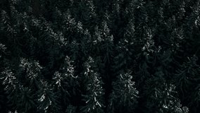 Carpathian pine forest aerial video 4K snow winter.