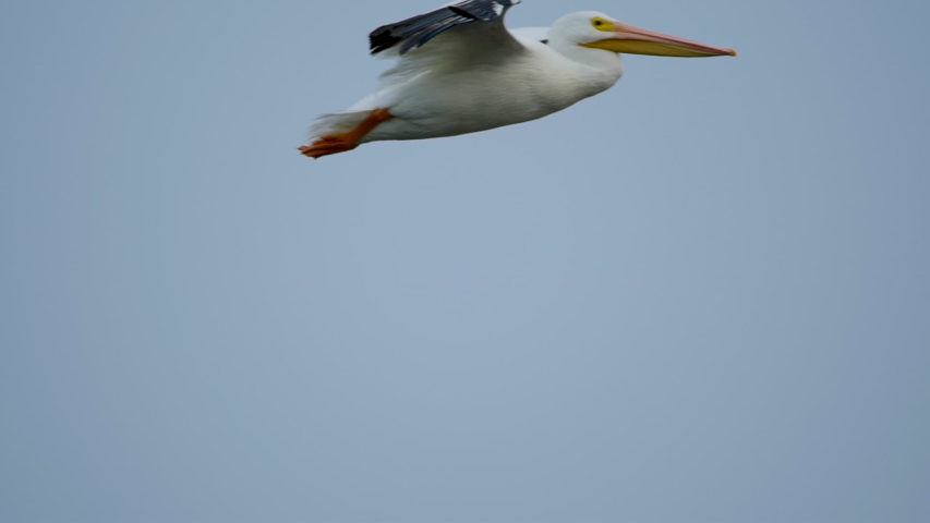 White Pelican flying in slow motion through a clear sky at golden hour