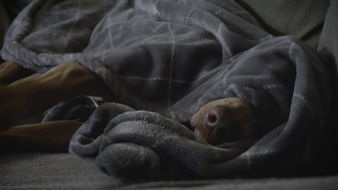Sleepy weimaraner stretches while under a fleece blanket on the couch.  Large dog begins to wake up in the morning, as light starts to come in the windows.