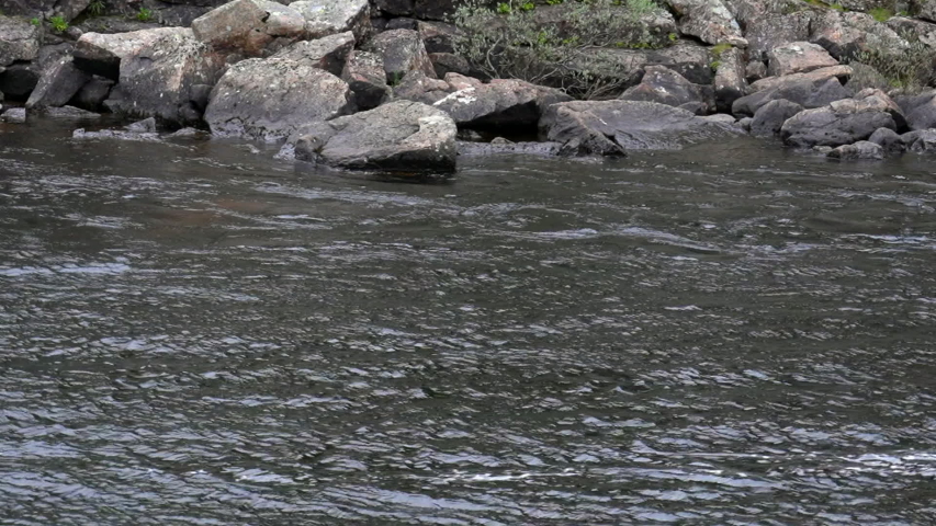 
in a fast river with dark water, a large salmon jumps high out of the water against the background of a shore covered with gray stones