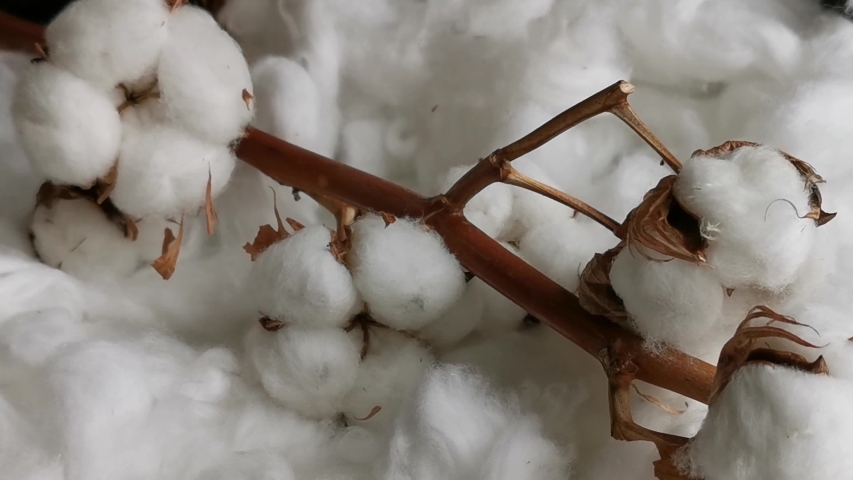 Cotton plant. Branch of white cotton flowers on soft background. Organic material used in the manufacture of natural fabrics and other products Royalty-Free Stock Footage #1049628700