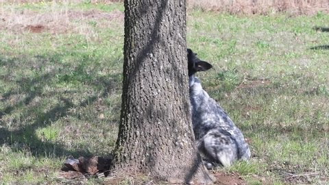 Black and white spotted Texas Heeler barking up a tree, looking for a squirrel